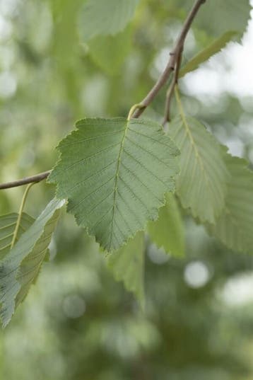 Alnus incana meerstammig 300-350, Tuin en Terras