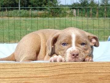 Old English Bulldog pups! Hartelijk welkom. Mogen mee, Parvo, Nederland, 8 tot 15 weken, Bulldog