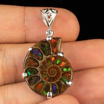 Cleoniceras ammoniet- en ammoliet-inlays Jurassic Jewelry -