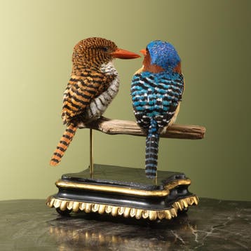 Zebra-IJsvogel Koppel Taxidermie Opgezette Dieren By Max, Verzamelen, Ophalen of Verzenden, Nieuw, Vogel, Opgezet dier