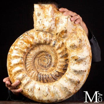 Monumentale getuigenis van het Midden-Jura - Grote fossiele, Verzamelen