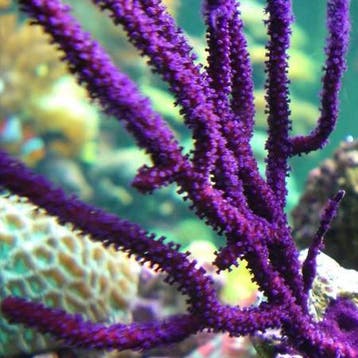 Pseudopterogorgia elisabethii (Purple frilly gorgonian) M (O, Ophalen of Verzenden, Nieuw
