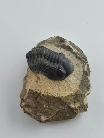 Trilobiet - Gefossiliseerd dier - Phacops - 6 cm (Zonder