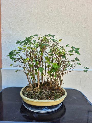 Drietand Esdoorn (Acer Buergerianum) - Hoogte (boom): 44 cm
