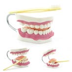 Anatomie model gebit poetssimulator (16x16x12 cm), Nieuw