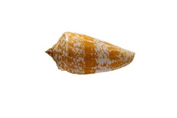 exclusief stuk  met herkomstgegevens/blad - oranje, Nieuw