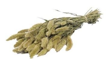 Setaria Trosgierst Naturel Groen Bundel, Ophalen of Verzenden, Nieuw