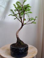 metasequoia bonsai in bonsaischaal - Hoogte (boom): 27 cm -