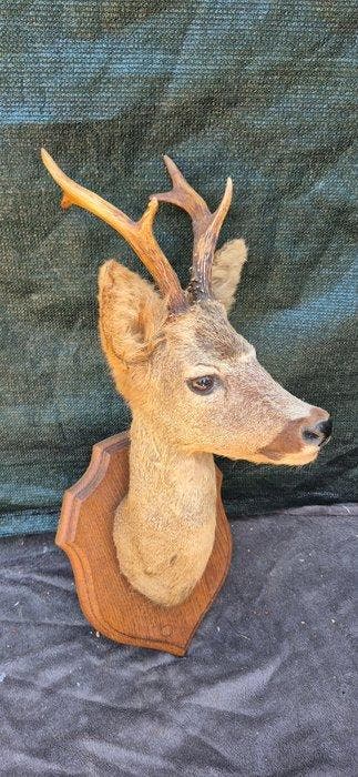 Siberische ree Taxidermie wandmontage - Capreolus pygargus -, Verzamelen, Nieuw