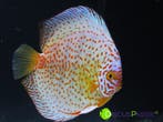 +++ PRACHTIGE STÖCKER DISCUSVISSEN +++ discusvis discus mooi, Dieren en Toebehoren, Vissen | Aquariumvissen, Vis, Zoetwatervis
