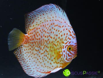 +++ PRACHTIGE STÖCKER DISCUSVISSEN +++ discusvis discus mooi, Dieren en Toebehoren, Vis, Zoetwatervis, Schoolvis