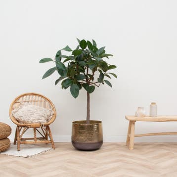 Green Bubble - Ficus Elastica Robusta op stam - 140cm, Huis en Inrichting, Ophalen of Verzenden