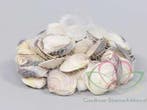 Dosinia Discus schelpen ca. 350 gram, Ophalen of Verzenden, Nieuw
