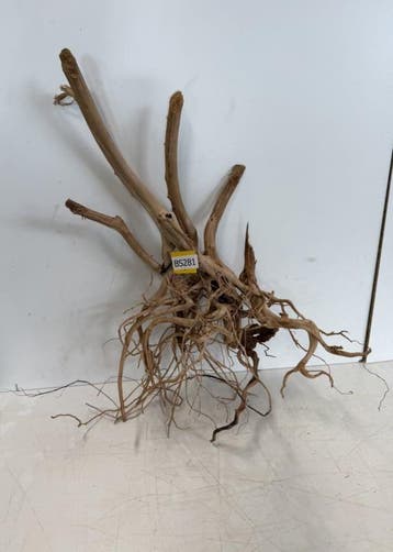 Boutique Stump Selected BS281 - 80x50x32cm (Natuurlijk hout), Ophalen of Verzenden, Nieuw, Plant(en), Steen of Hout