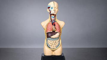 Anatomisch model - Hars - 1980-1990 - didactische