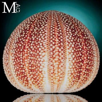 Extra-grote zee-egel-test met een levendige natuurlijke, Nieuw