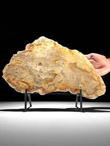 Prachtige snede van versteend hout op een op maat gemaakte