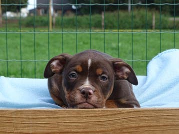 Old English Bulldog pups! | Mogen mee! | Hartelijk Welkom., Parvo, Nederland, 8 tot 15 weken, Bulldog