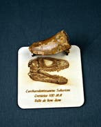 Carcharodontosaurus - Gefossiliseerde slagtand -