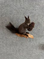 Red Squirrel - Taxidermie wandmontage - Sciurus vulgaris -, Nieuw