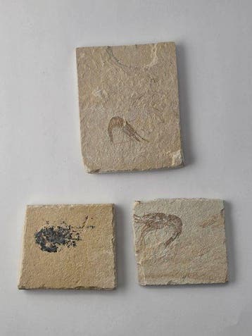Lot van 3 garnalen - Gefossiliseerd dier - Carpopenaeus, Verzamelen