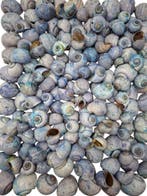Nattai schelpen Blue washed 1 kilo, Ophalen of Verzenden, Nieuw