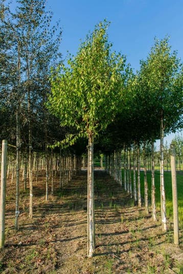 Betula albosinensis hoogstam 20/25