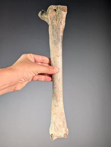 Linker tibia van Mullerornis - Fossiel scheenbeen -