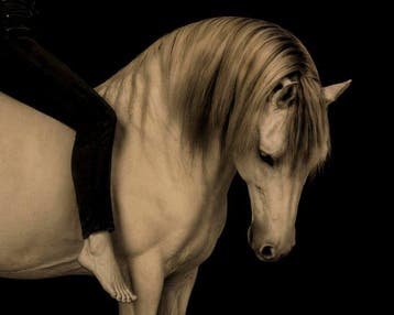 Jorge Omeñaca - Horse thinking in freedom