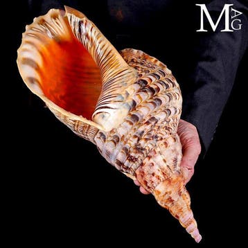 Charonia tritonis – Grote Triton – 403 mm Charonia tritonis, Nieuw
