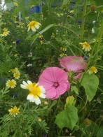 Plukbloemen mengsel Meerjarig Butterfly & Bumble Bee 35, Ophalen of Verzenden, Nieuw