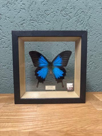 Vlinder Taxidermie volledige montage - Papilio ulysellus -