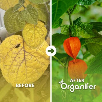 Physalis Vloeibare meststof - Set 2x1 liter, Verzenden, Mest