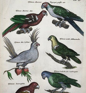 Matthäus Merian (1593-1650) folio: Ornithology: Cockatoo,