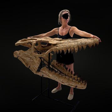 Mosasaure Thalassotitan atrox - Fossiele schedel - Mosasaure