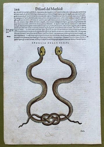 Spoglia delle serpi - 1604, Antiek en Kunst, Antiek | Boeken en Bijbels