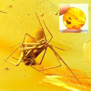 Amber - Barnsteen - Spider - several inclusions, leafhooper,