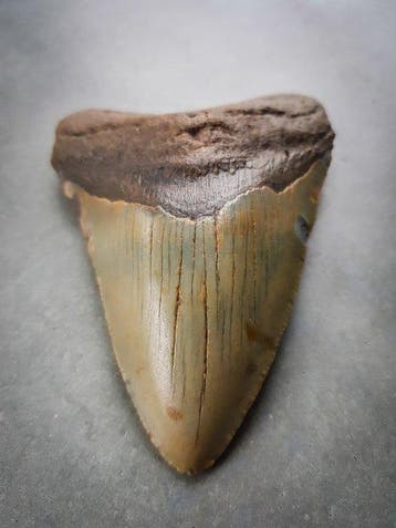 Megalodon - Fossiele tand - 111 mm - 79 mm