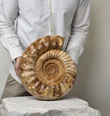 Ammoniet - Gefossiliseerd dier - Large Ammonite Fossil