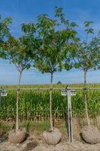 Albizia julibrissin Ombrella hoogstam, Tuin en Terras, Planten | Tuinplanten