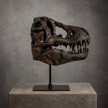Dinosaurus Schedel - REPLICA-T-REX - 30 cm - 25 cm - 15 cm -
