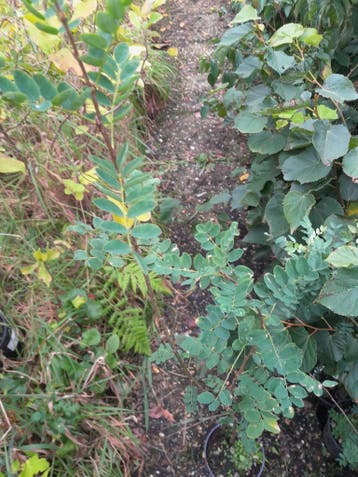 Caragana arborescens Erwtenstruik in pot, Overige soorten, Vaste plant, Ophalen of Verzenden, Halfschaduw