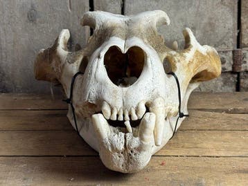 Leeuw Schedel - Panthera leo - 18.5 cm - 31 cm - 41 cm-, Nieuw