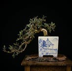 Bonsai van Pistacia lentiscus - Hoogte (boom): 15 cm -