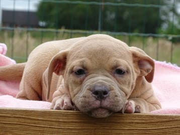 Old English Bulldog pups!  | Hartelijk Welkom.!, Parvo, Nederland, 8 tot 15 weken, Bulldog