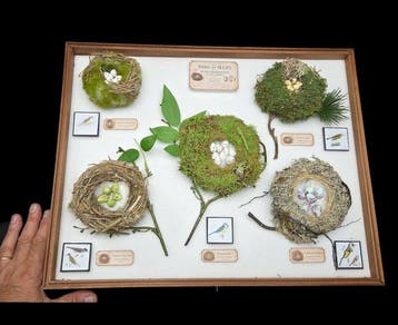 Fabulous museum box - Exact Replica of the original nest and, Verzamelen, Nieuw