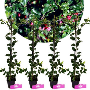 Ilex Blue Princess + pot 9cm 4 pcs, Tuin en Terras, Verzenden, Volle zon