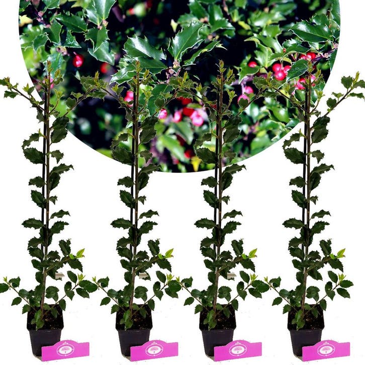 Ilex Blue Princess + pot 9cm 4 pcs, Tuin en Terras, Planten | Fruitbomen, Volle zon, Verzenden