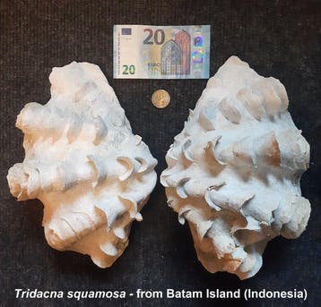 Tweekleppige Zeeschelp - Tridacna squamosa (Zonder, Nieuw