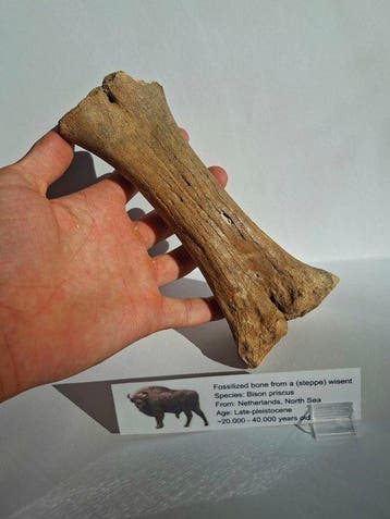 Fossiel bot - Bison Priscus - 20 cm (Zonder minimumprijs)
